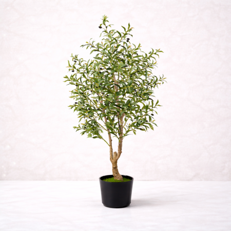 شجرة زيتون مع قوار بلاستيك