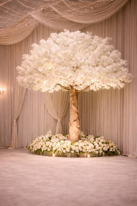 شجرة لوز ضخمة ارتفاع 3.5 متر