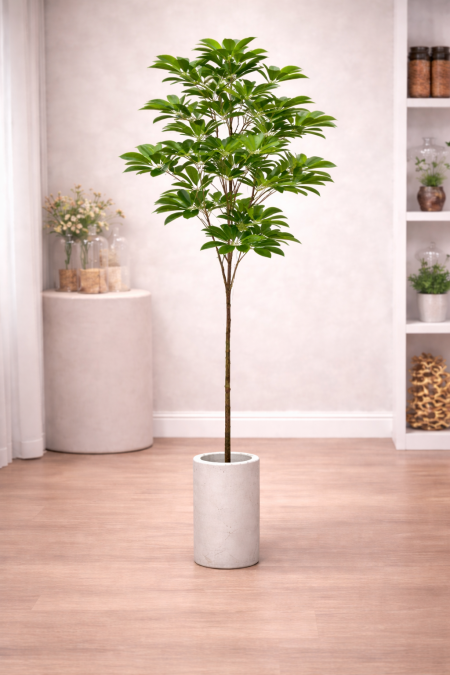 شجرة شفليرا 1.8متر