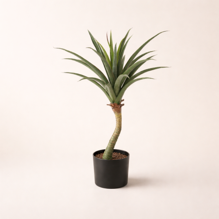 شجرة اوليفيرا T 20