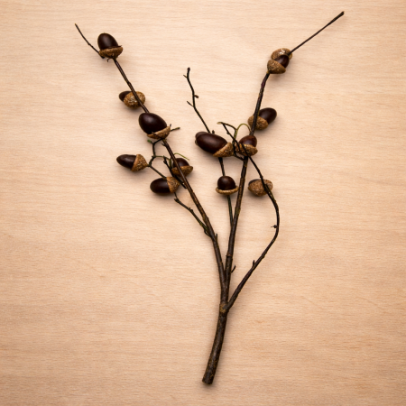 عرق فاكهة البلّوط