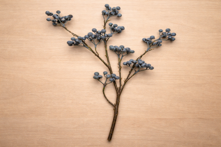 عرق فاكهة توت بري ازرق