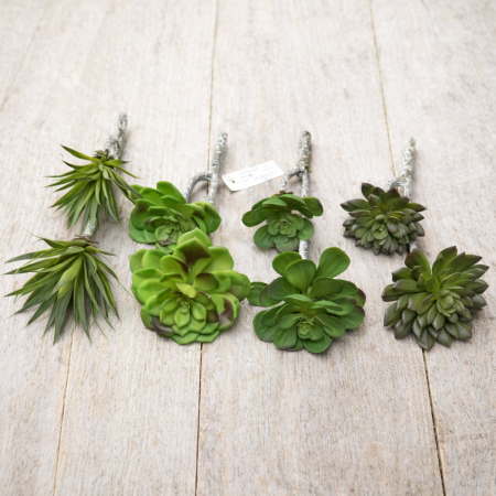 صباريات اغصان