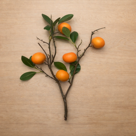 عرق فاكهة البرتقال