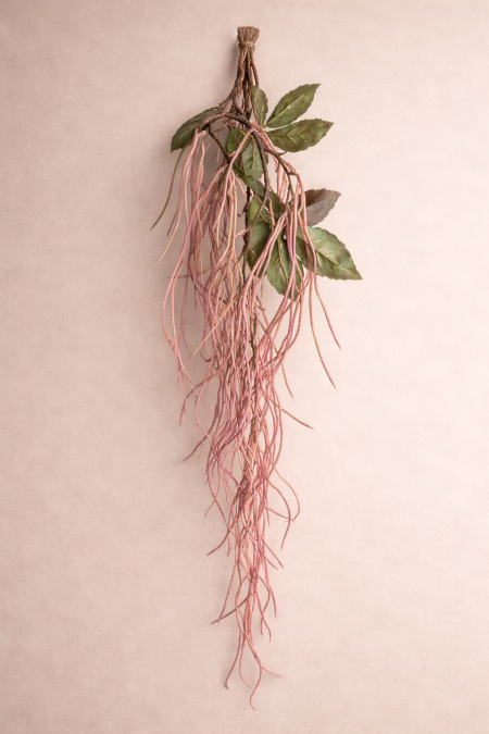 مدار عروق ريبساليس