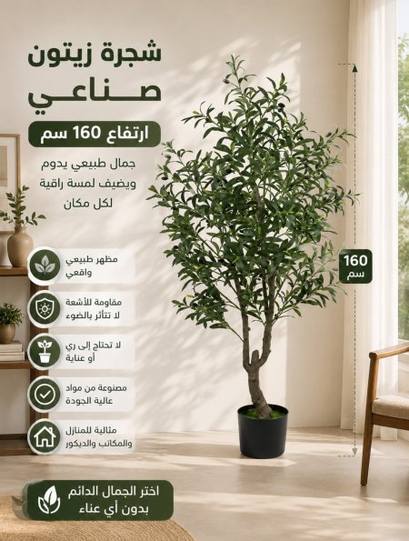 شجرة زيتون حجم كبير 160سم