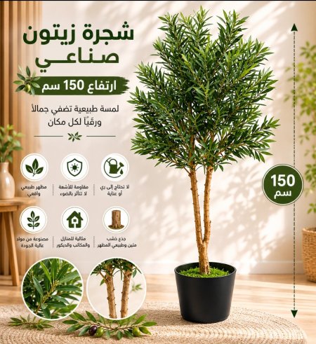 شجرة زيتون حجم كبير جذع خشب 150سم