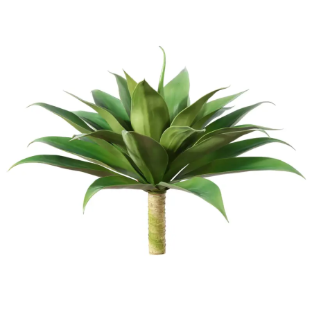 شجرة صبار