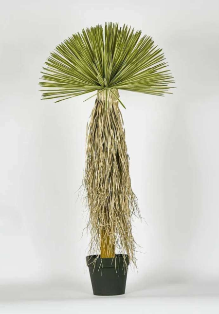 شجرة يوكا روستراتا صناعية