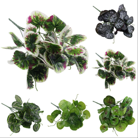 ضمة خضار البيغونيا