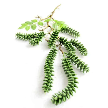 عرق مداد حصرم مع اوراق